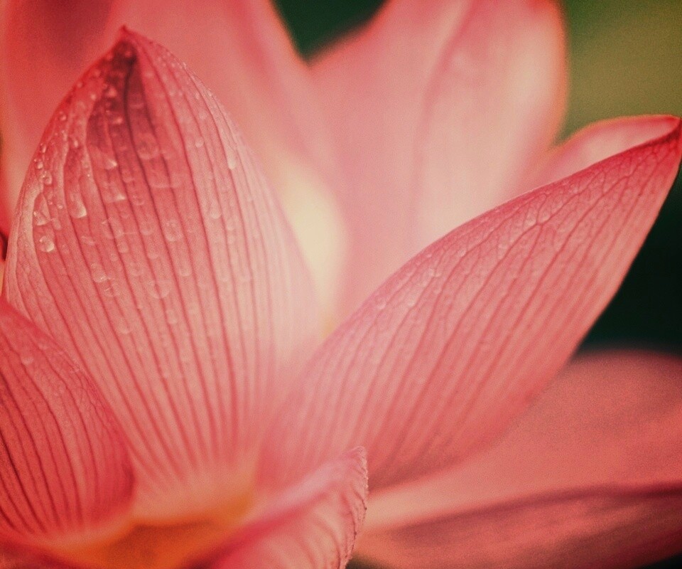 Лепестки цветов обои