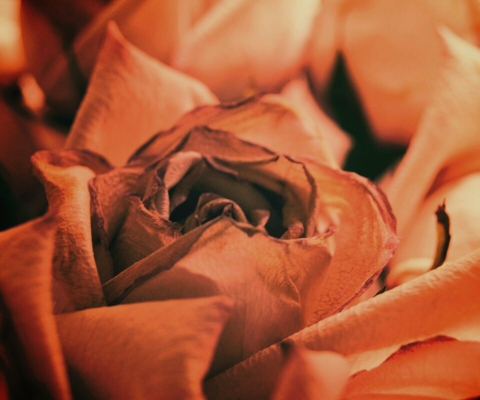 Увядающая роза обои