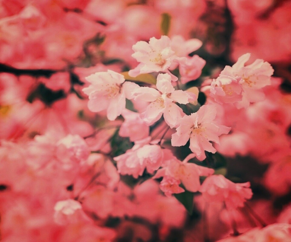 Весенние цветы обои