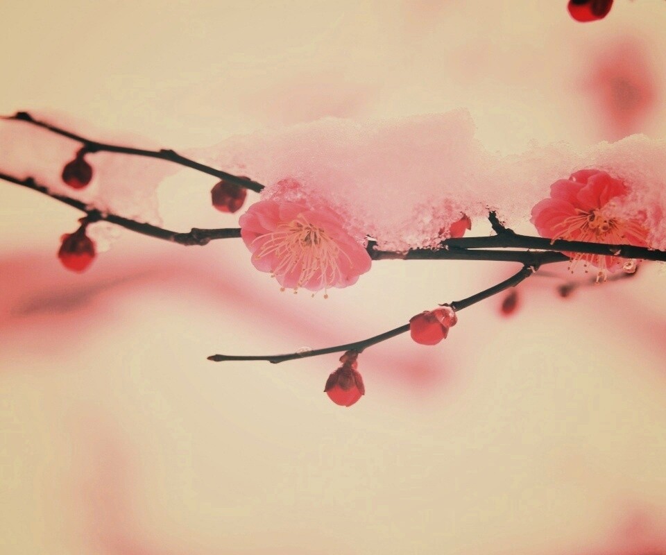 Цветы под снегом обои