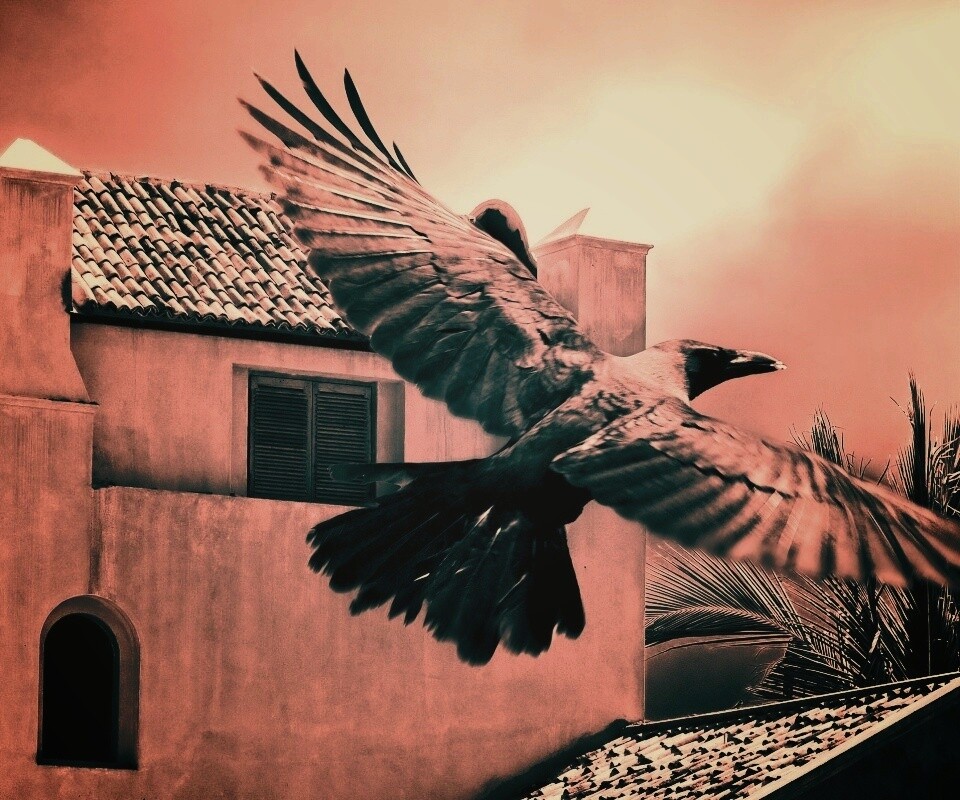 Полёт ворона обои