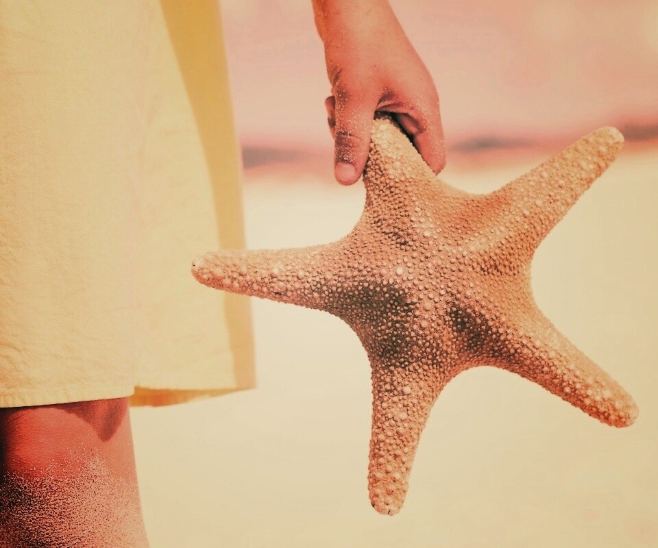 Морская звезда в руке обои