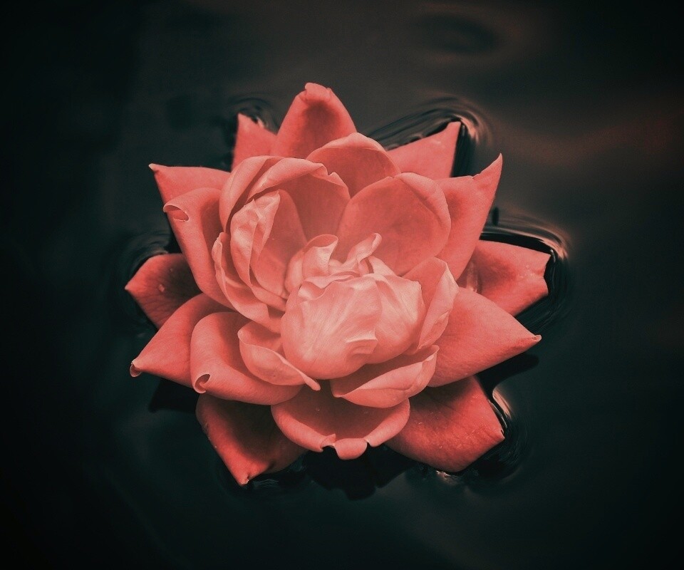 Красивый цветок на воде обои