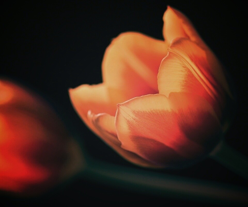 Тюльпаны в темноте обои
