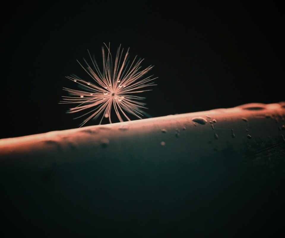 Прилипшая пушинка обои