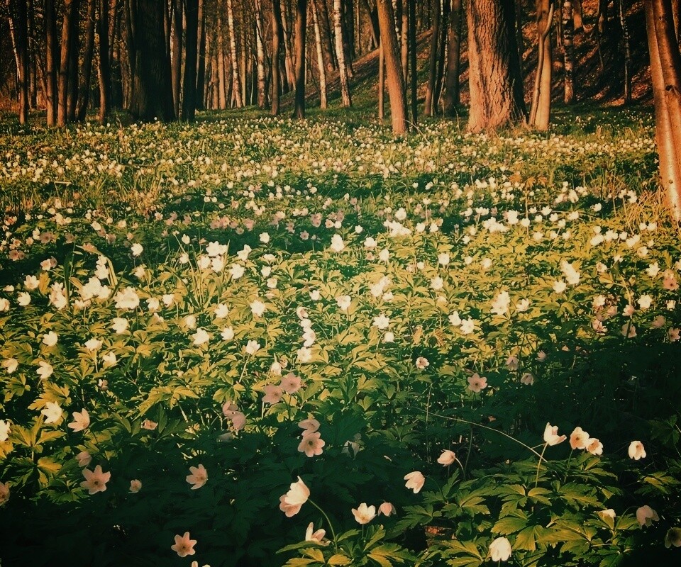 Поляна весенних цветов обои