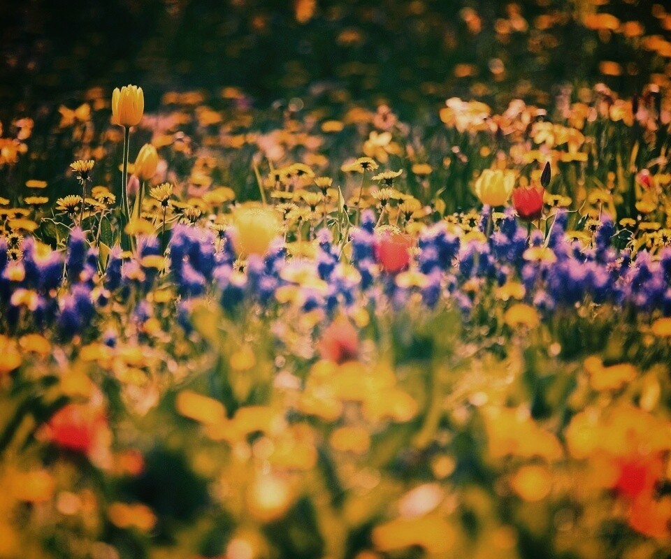 Все краски весны обои