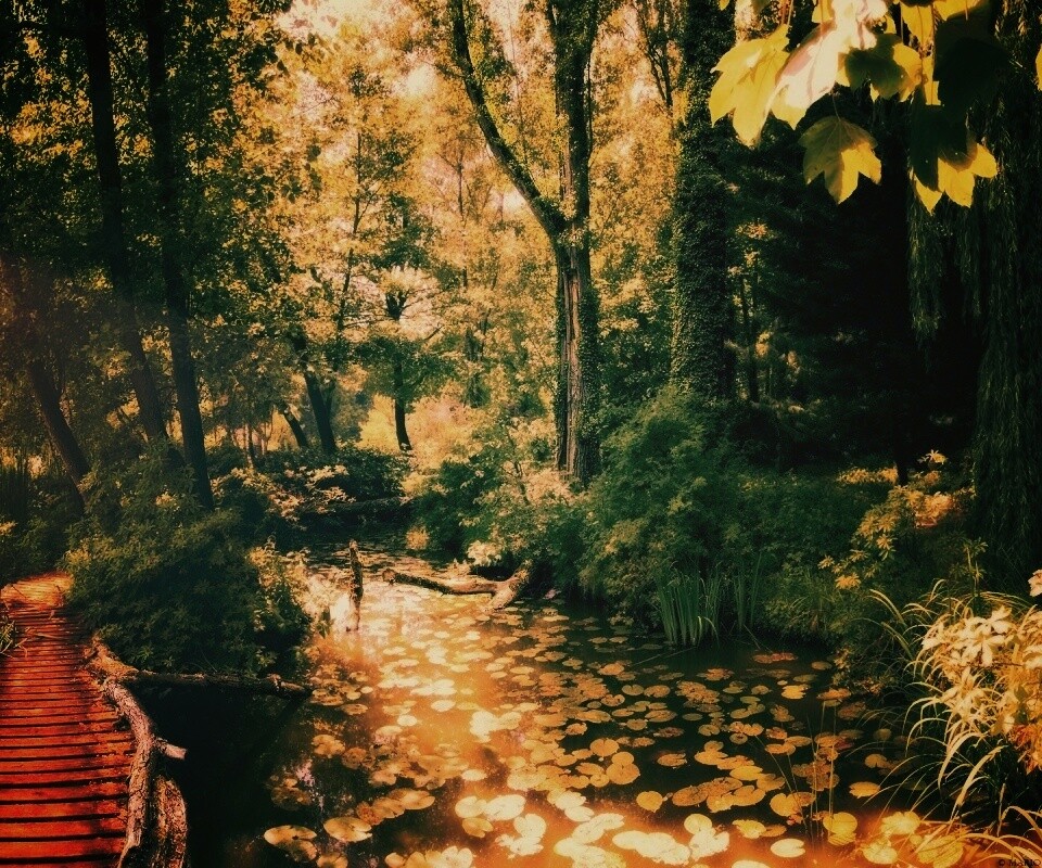 Пруд в лесу обои