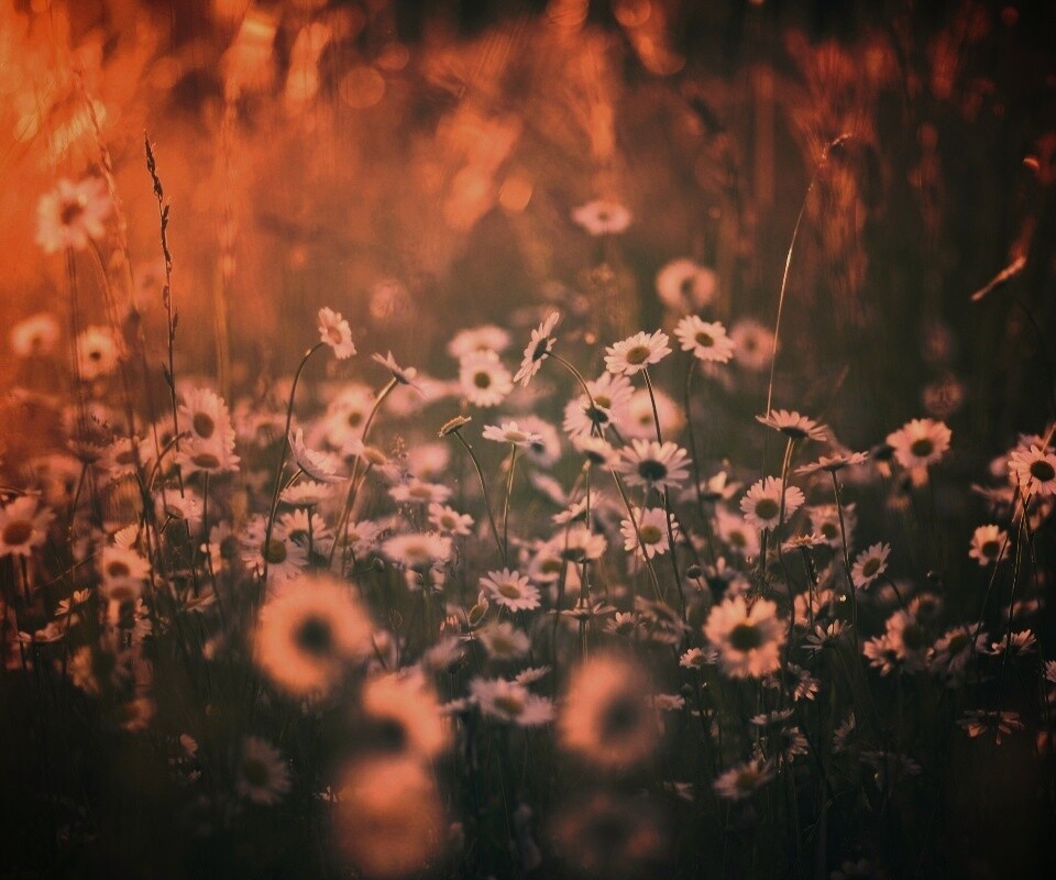 Поле ромашек обои