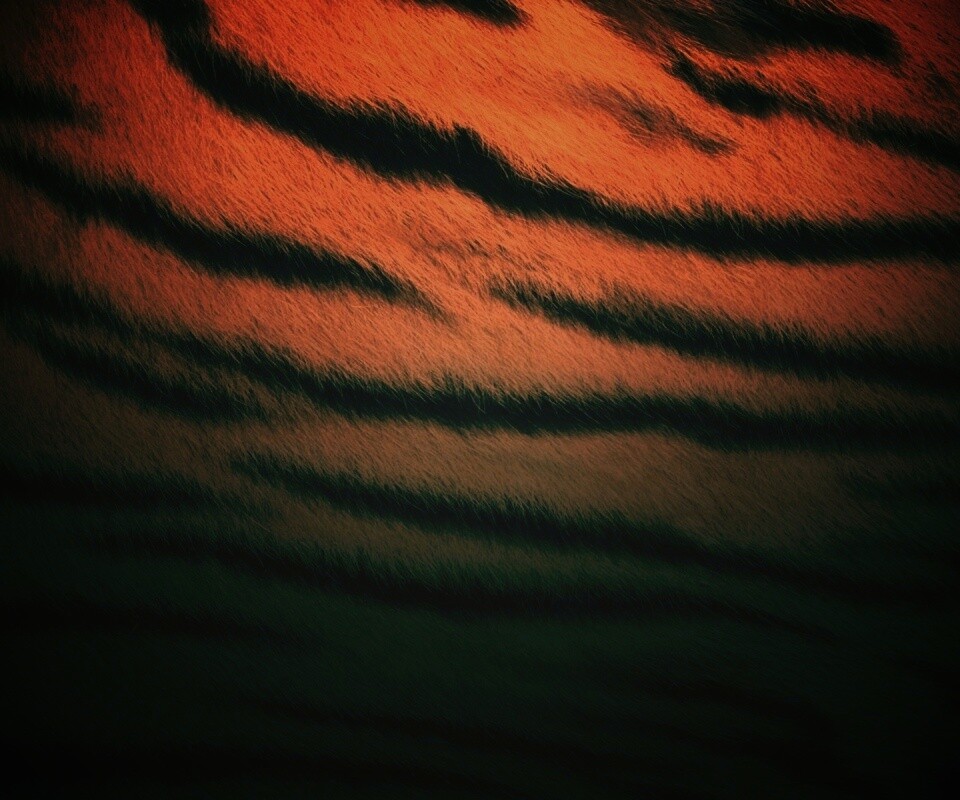 Тигриная шкура обои