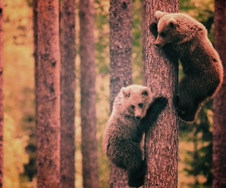 Медвежата обои