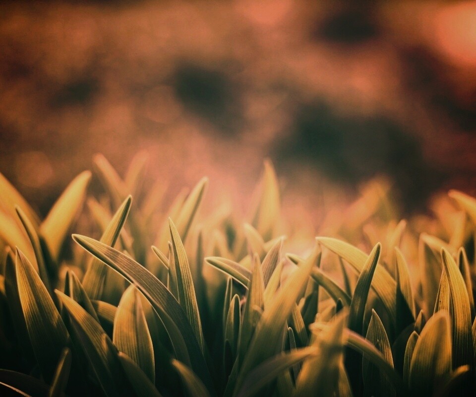 Сочная нежная трава обои