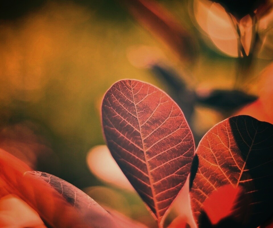 Красные листья обои