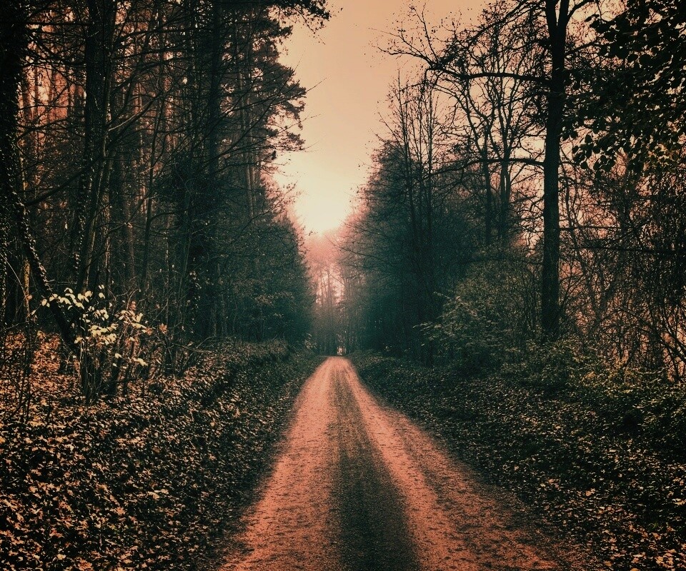 Лесная дорога обои