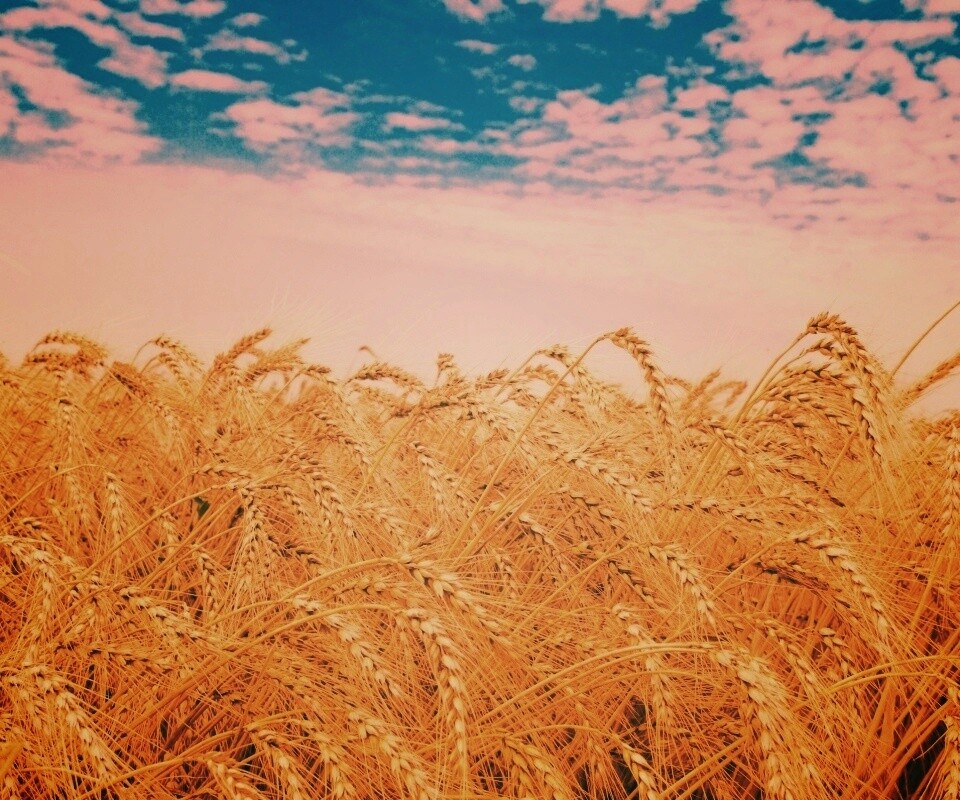 Колосья в поле обои