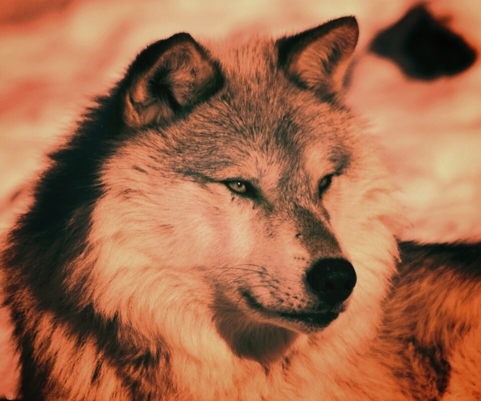 Лайка на снегу обои