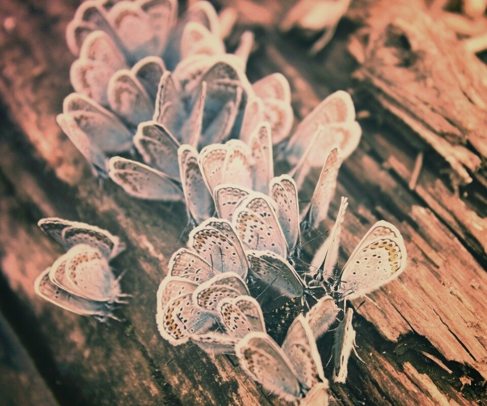 Голубые бабочки обои