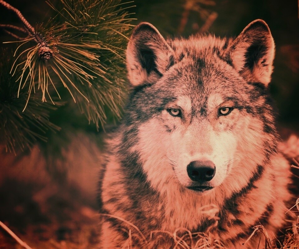 Угрюмый волк обои