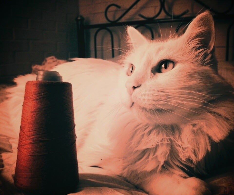 Белый кот с катушкой ниток обои