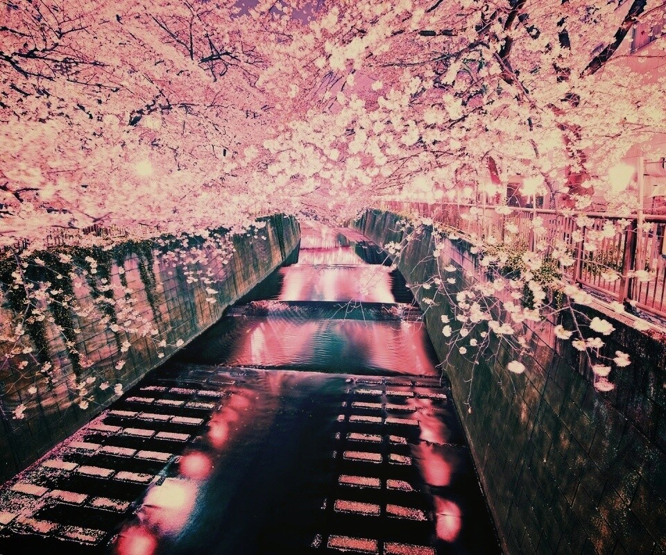 Река и цветение сакуры обои