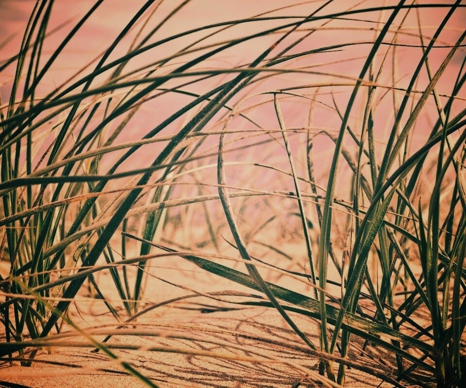 Трава на песке обои