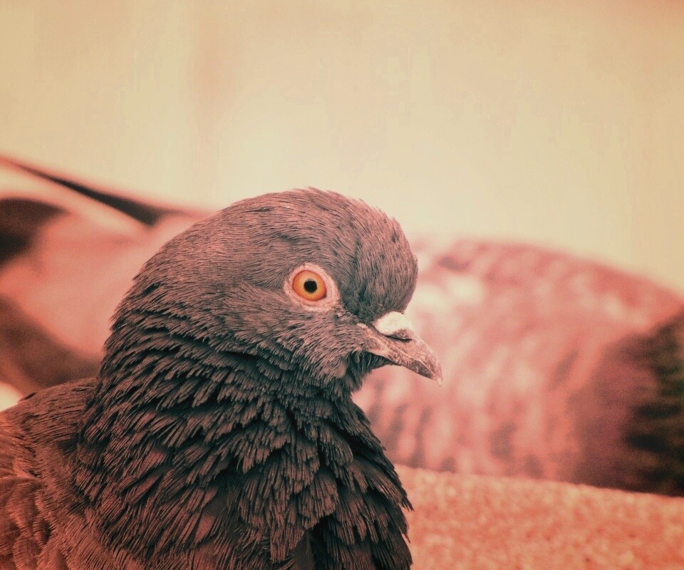 Смотрит в самую душу обои