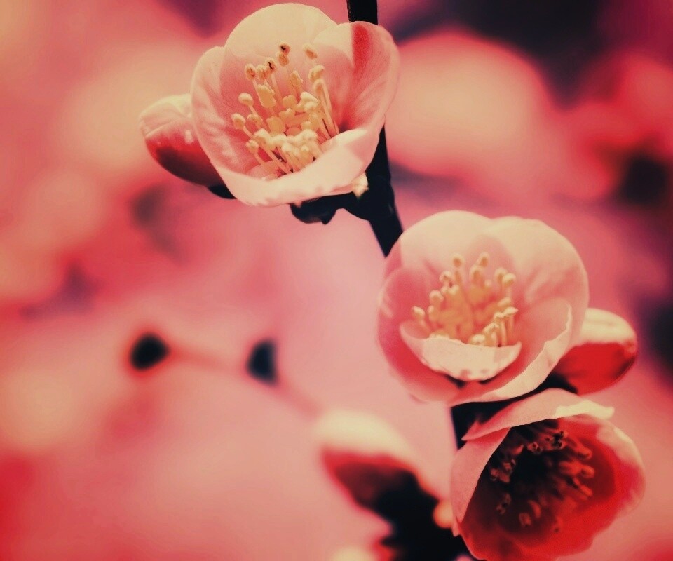 Великолепный цветок обои