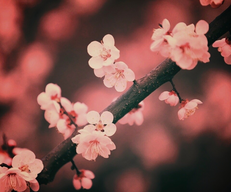 Ветка сакуры обои