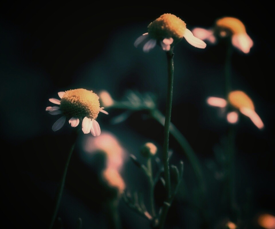 Стремный лепестун обои