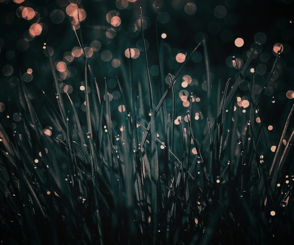 Трава ночью обои