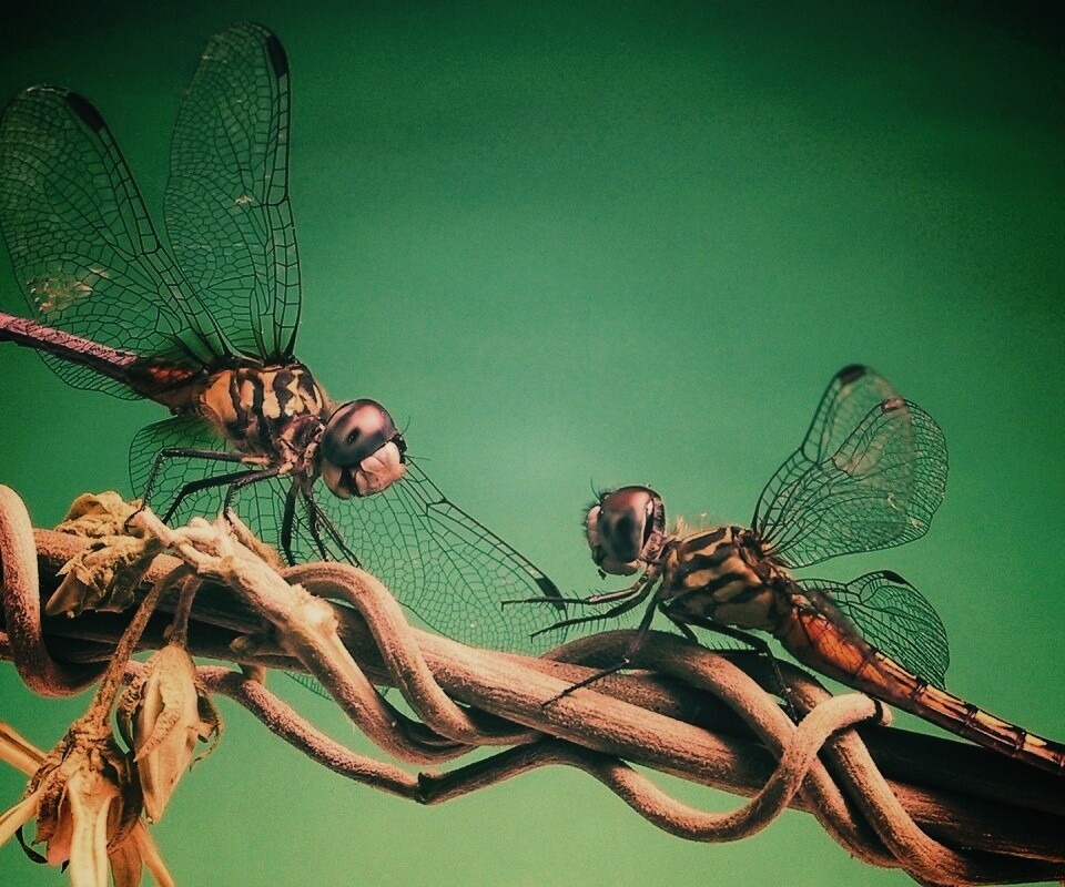 Две стрекозы обои