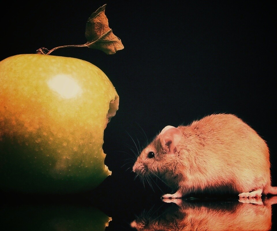 Мышь надкусила яблоко обои