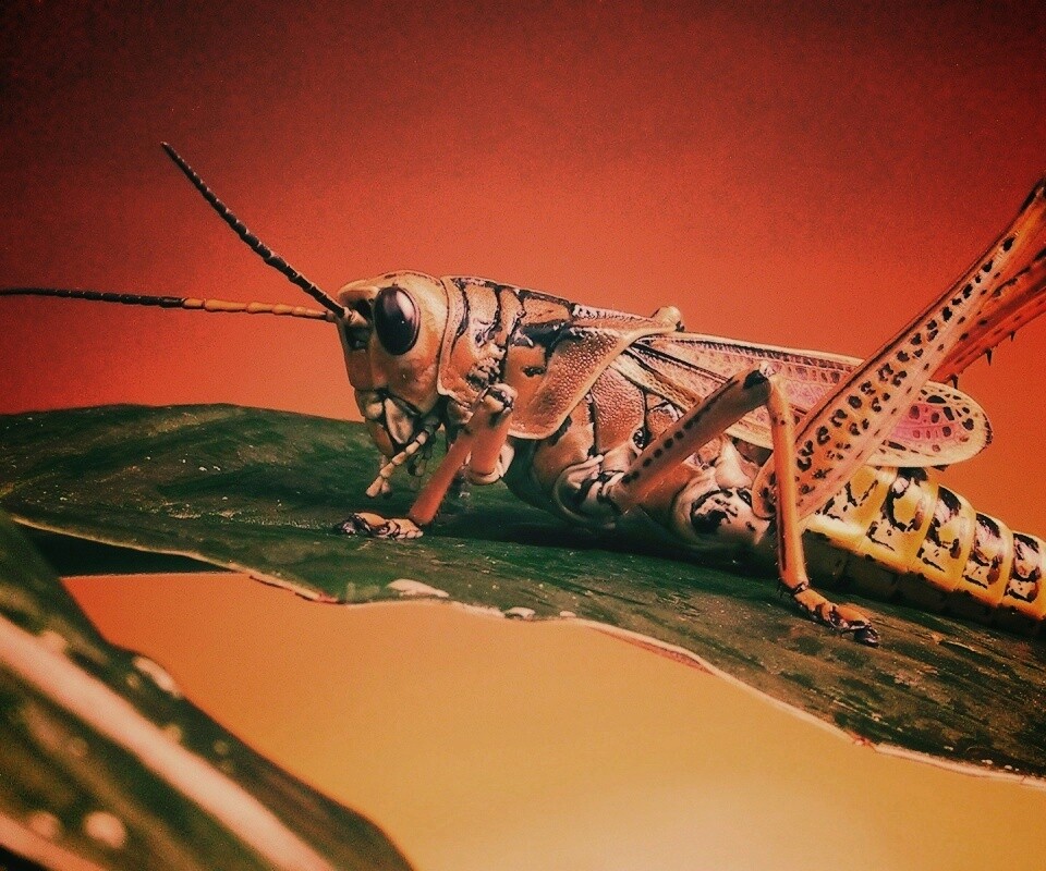 Сверчек на листе обои