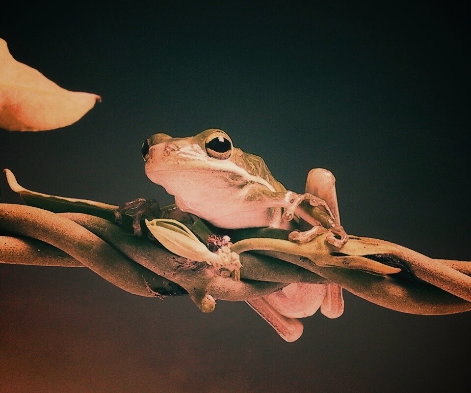 Лупоглазая лягушка на лиане обои