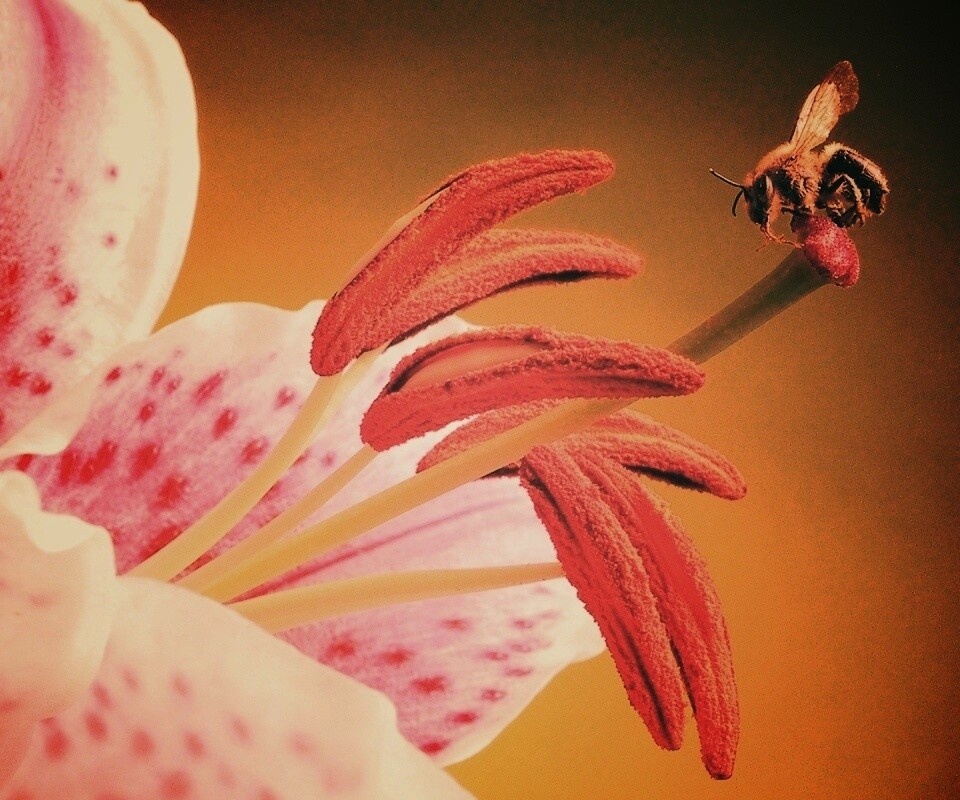 Трудолюбивая пчела на прекрасном цветке обои