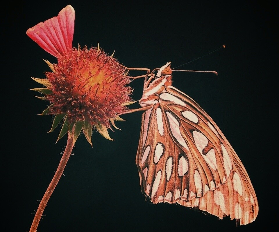 Бабочка на цветке обои