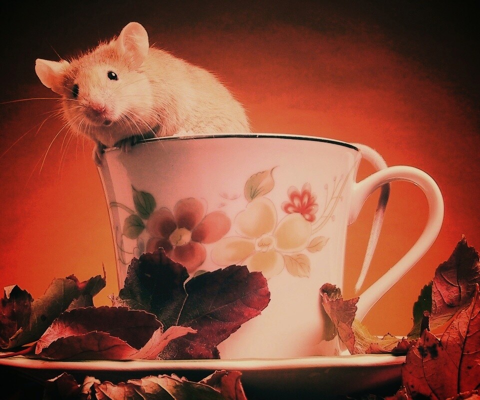 Мышонок выбирается из чашки обои