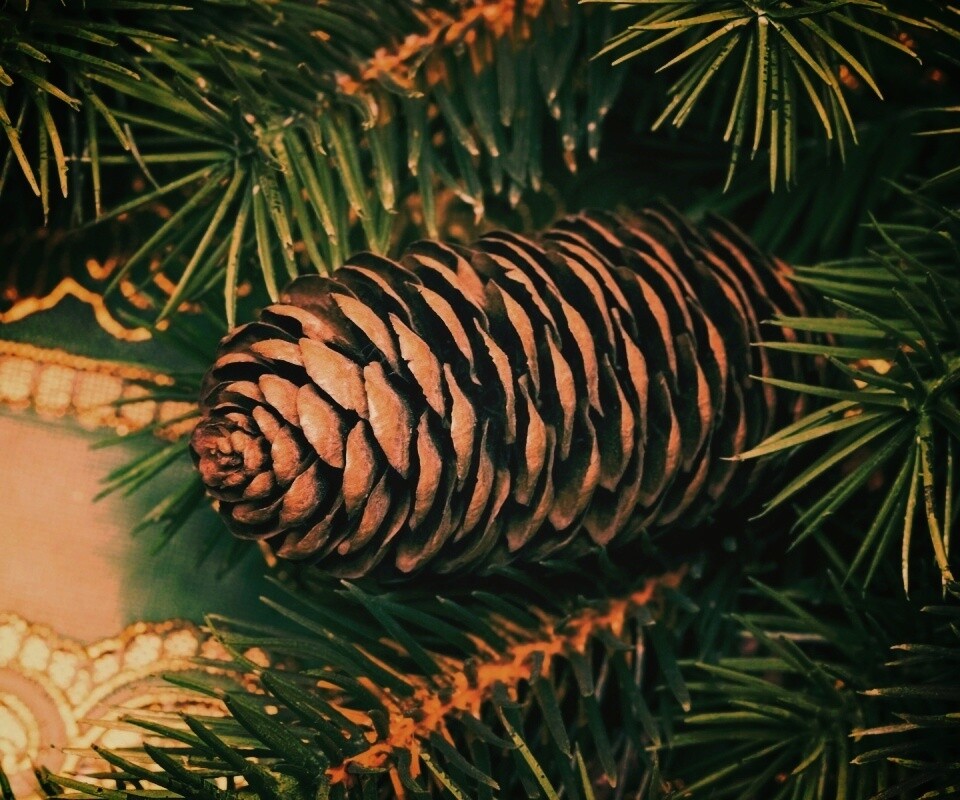 Шишка на елке обои