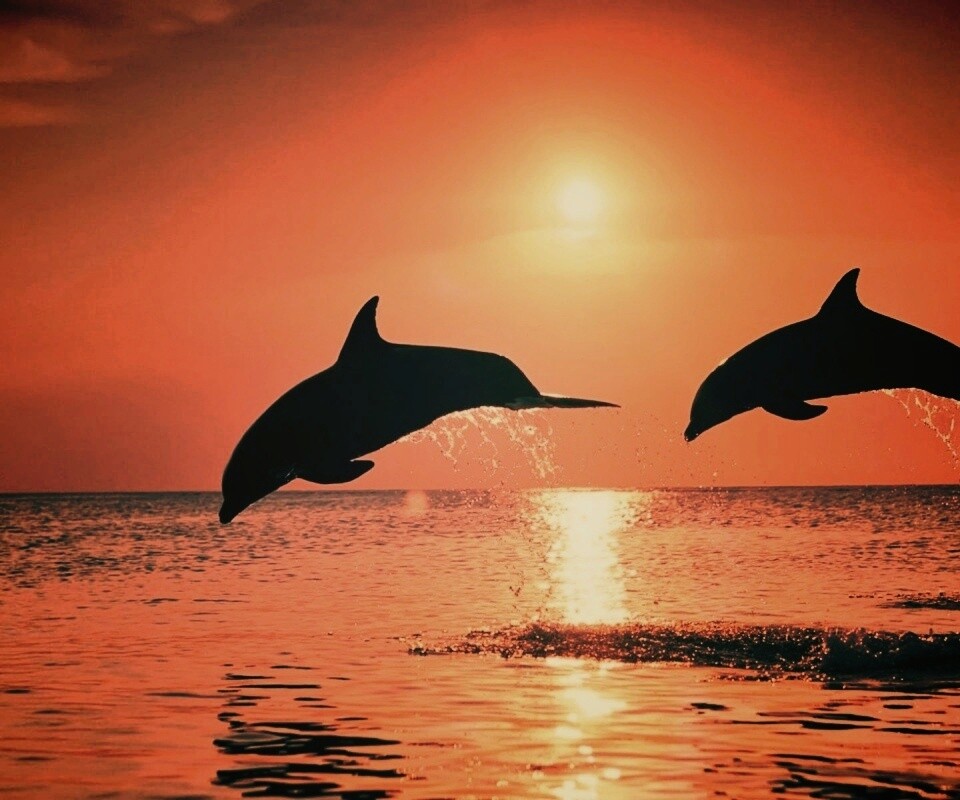Дельфины выпрыгивают из воды обои