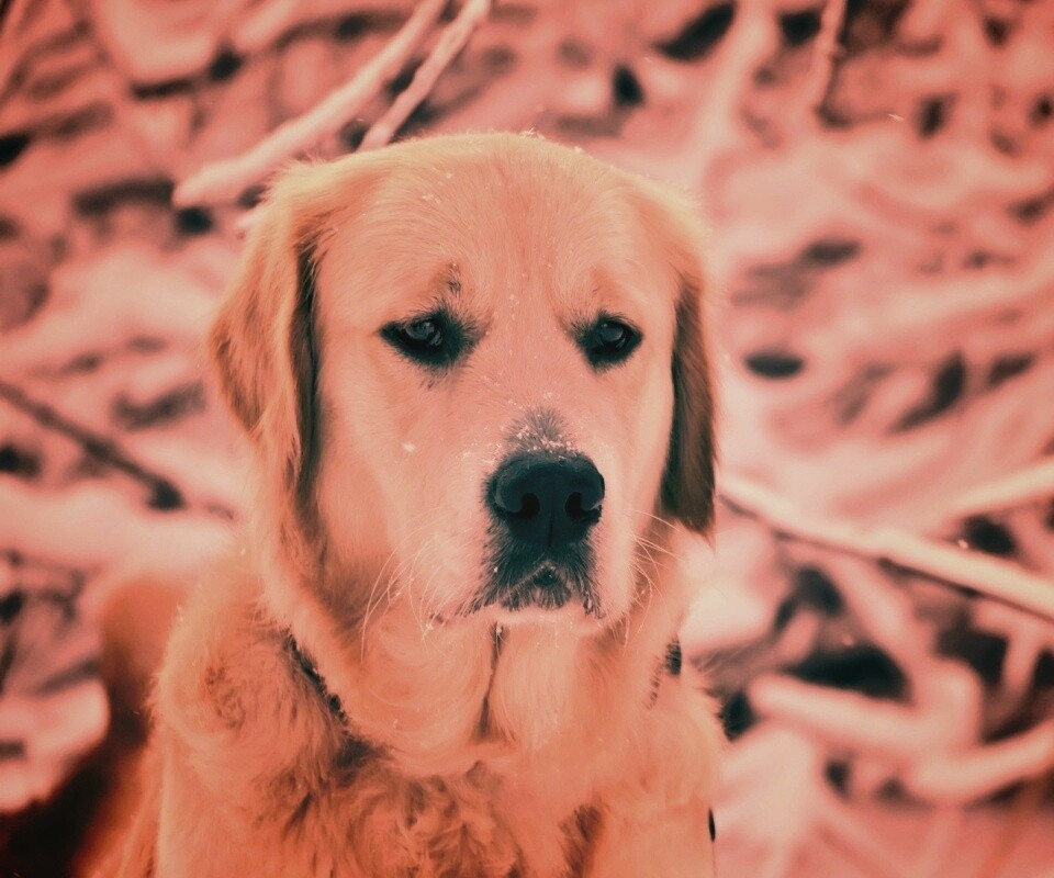 Собака зимой обои