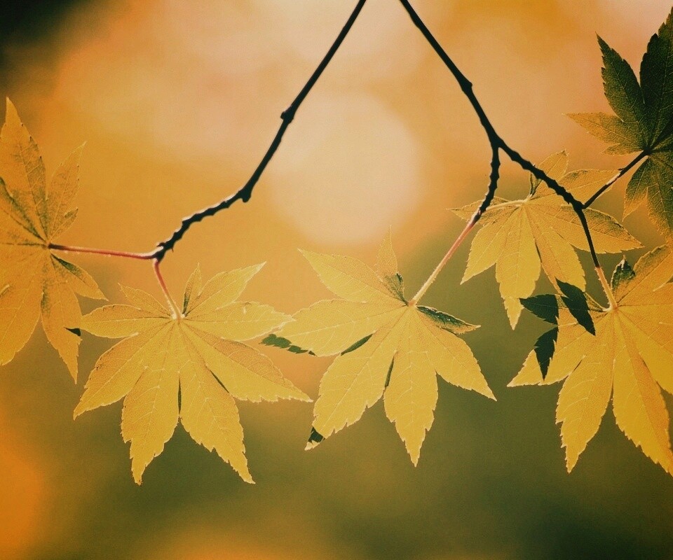 Зелёные листья обои