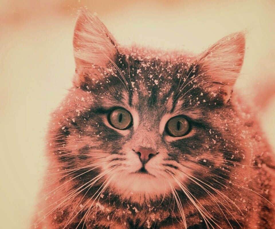 Кот в снегу обои