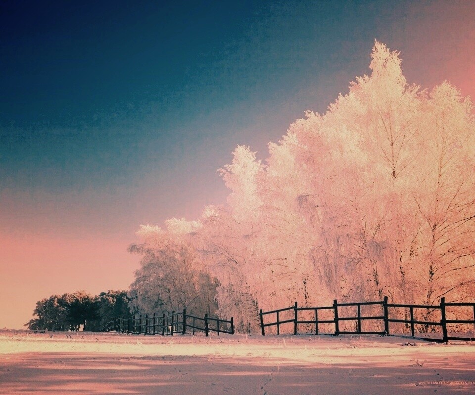 Зимний лес обои