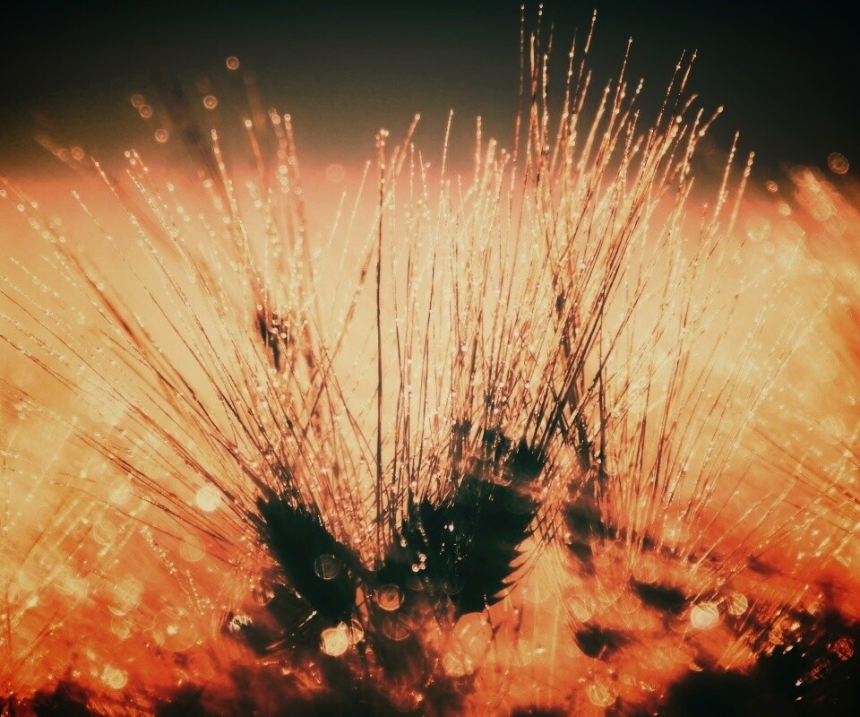 Трава на солнце обои