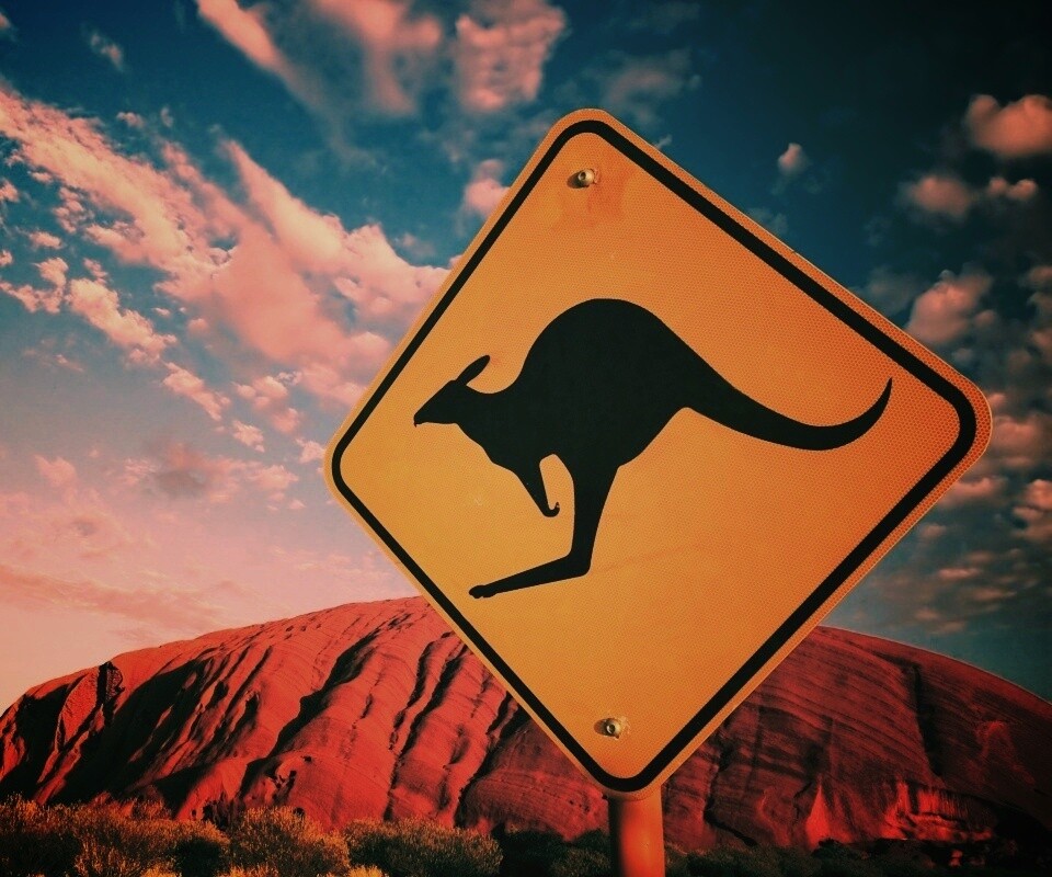 Осторожно, кенгуру! обои