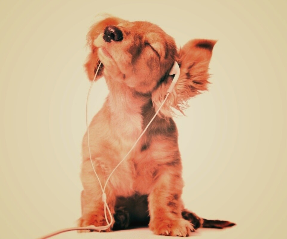 Щенок в наушниках обои
