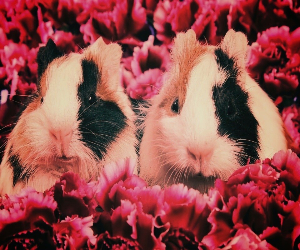 Морские свинки в гвоздиках обои