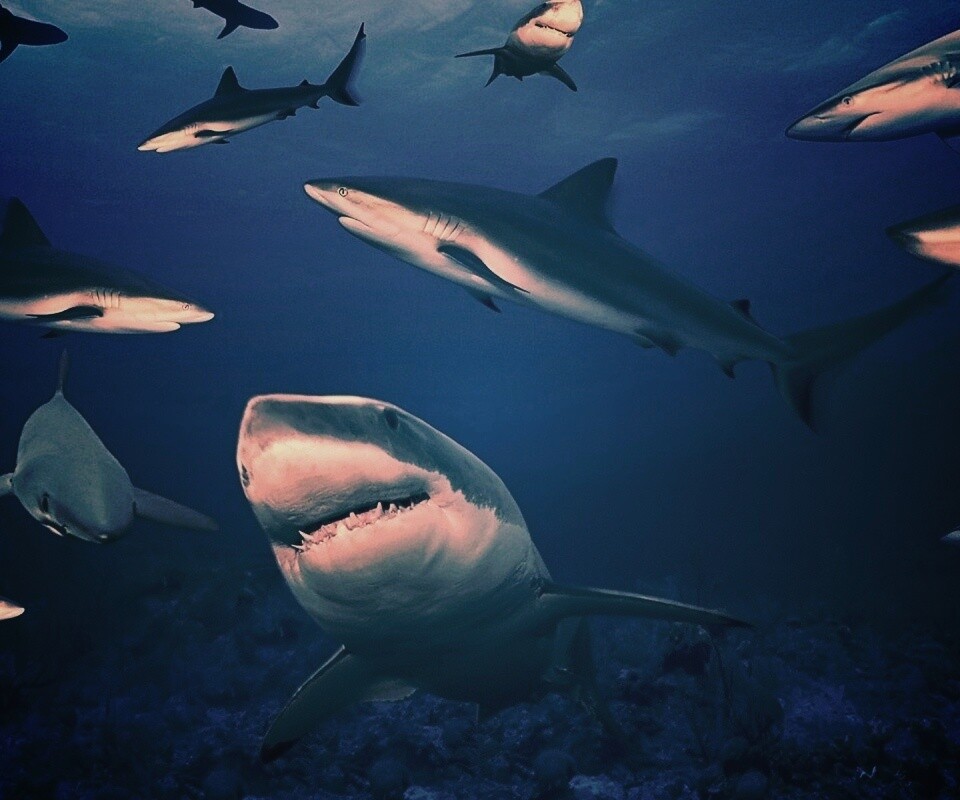 Стая акул обои