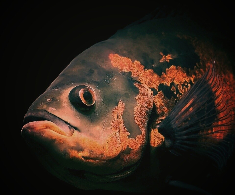 Глубоководный окунь обои