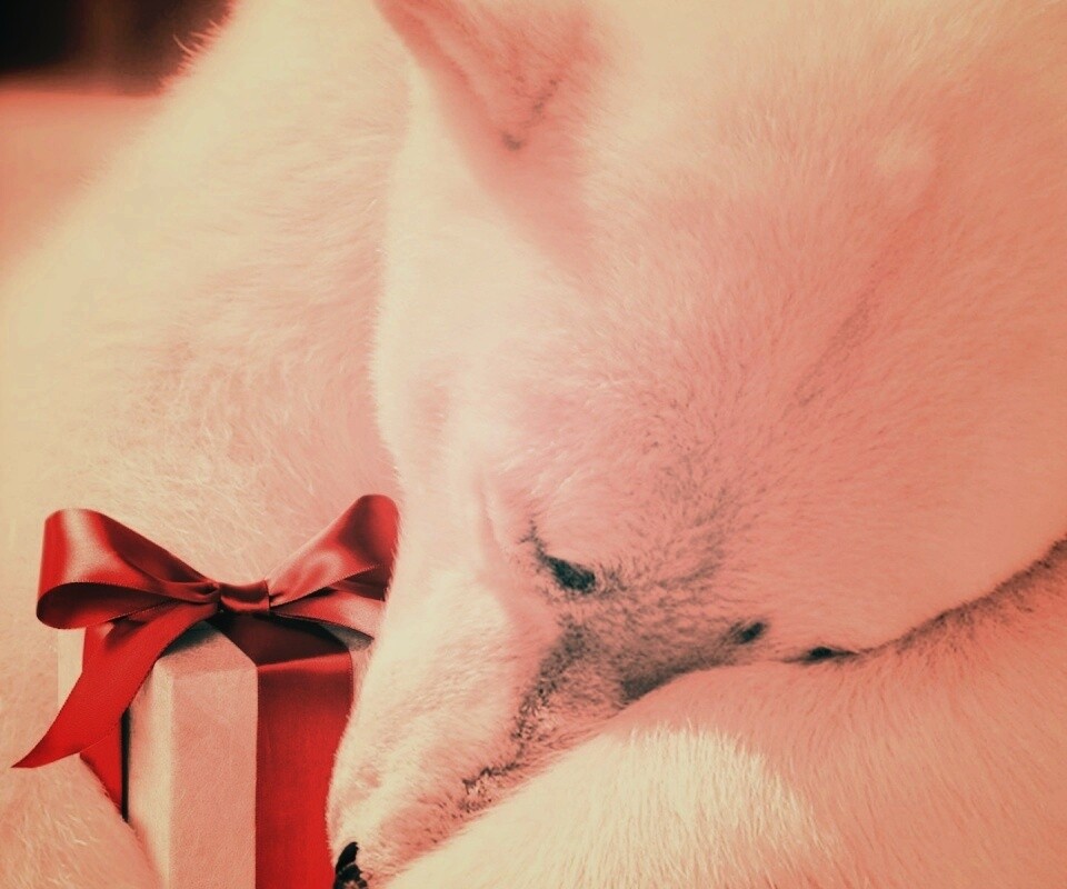 Белый мишка с подарком обои